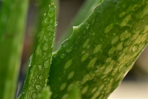 蘆薈 種植|在家種植蘆薈的指南：如何輕鬆種植蘆薈並享受其美容和健康益處。